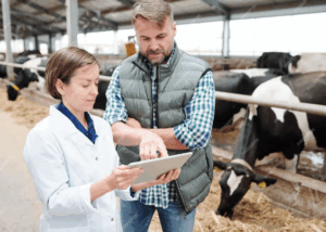Veterinarian and dairy farmer reviewing cattle health data on a digital tablet inside a modern barn with cows in the background
