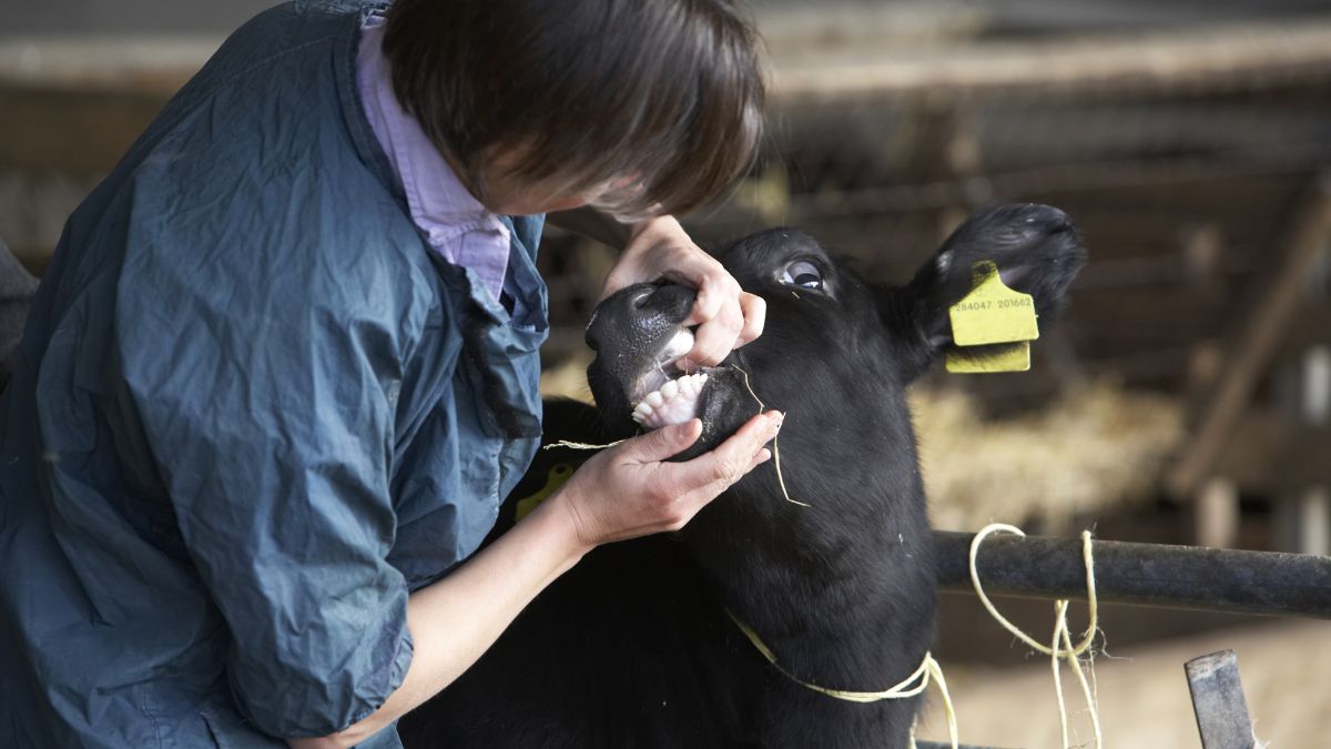 You are currently viewing Clinical Mastitis in Cows: Causes, Symptoms & Effective Treatment Options