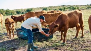Read more about the article Bloating and Gas Problems in Cattle: Causes, Symptoms & Effective Veterinary Solutions