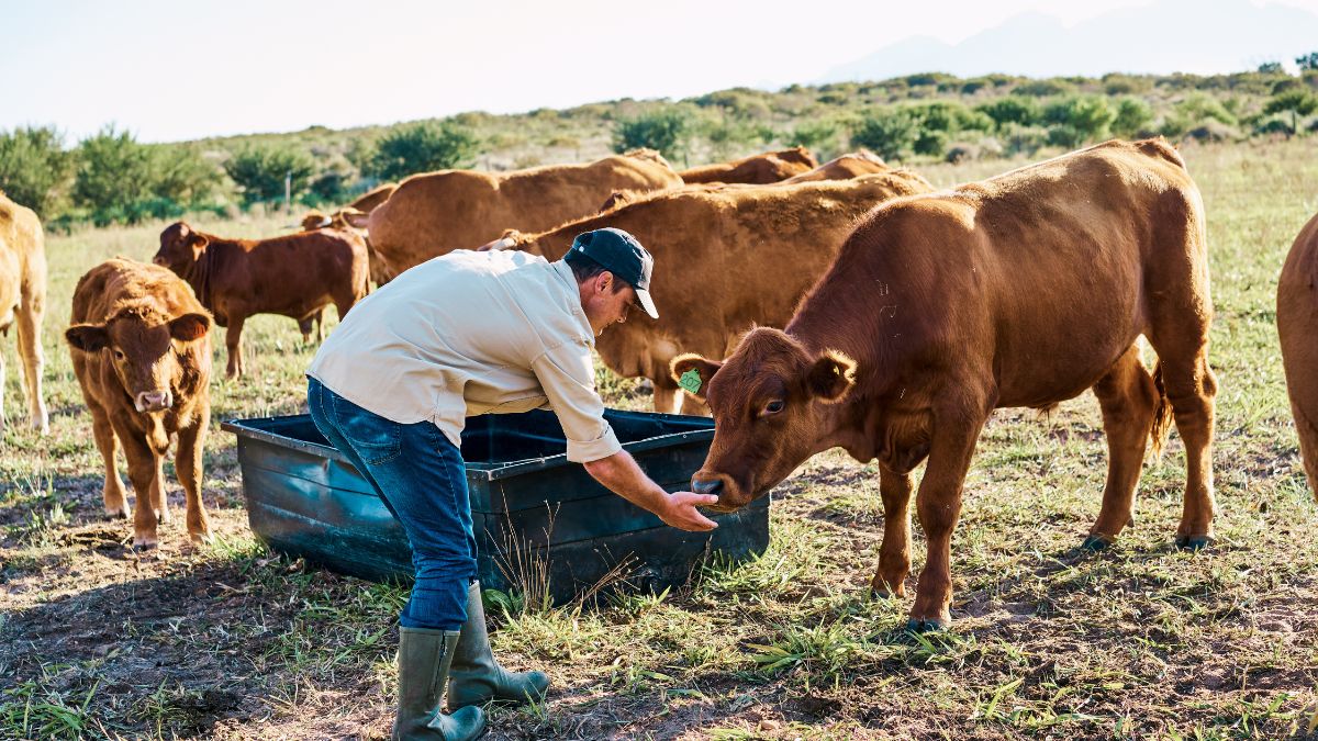 You are currently viewing Bloating and Gas Problems in Cattle: Causes, Symptoms & Effective Veterinary Solutions