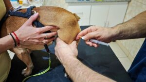 Read more about the article Managing Severe Gram-Negative Infections in Animals: What  Veterinarians Need to Know