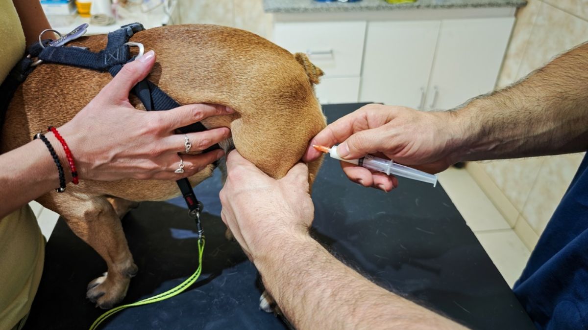 You are currently viewing Managing Severe Gram-Negative Infections in Animals: What  Veterinarians Need to Know