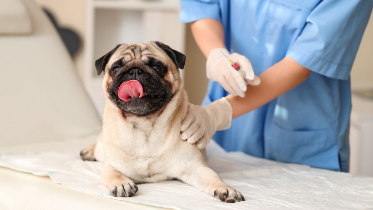 You are currently viewing When Do Vets in India Use Oxytetracycline Injections for Bacterial Infections in Animals?
