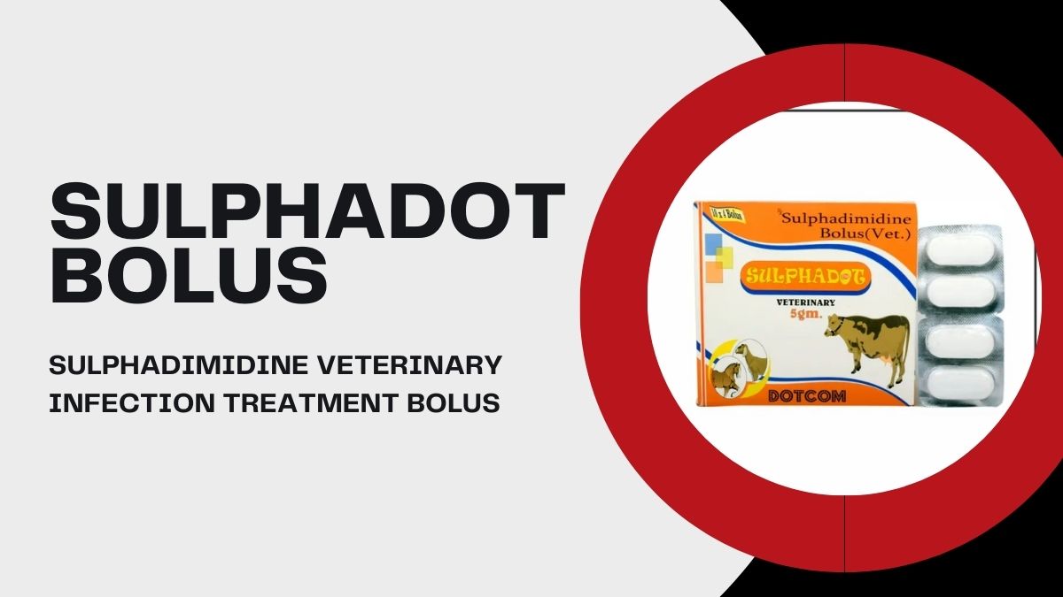 You are currently viewing Managing Bacterial Infections in Livestock: Effective Oral & Intrauterine Treatment Approach