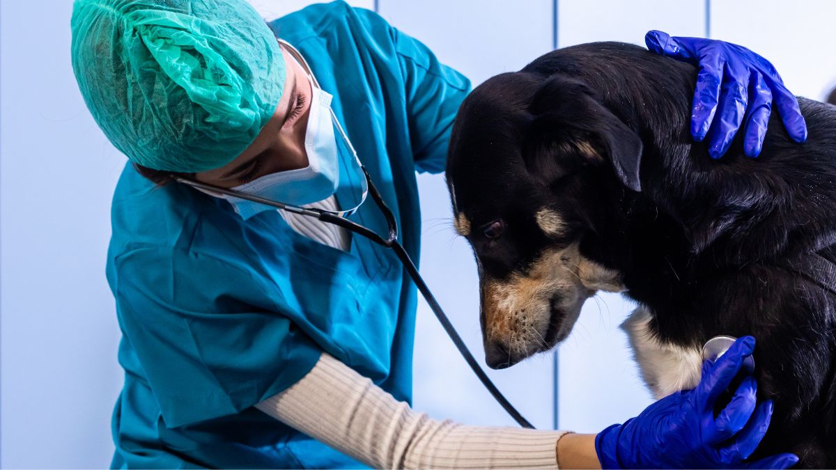 You are currently viewing Veterinary Hygiene & Biosecurity: Why Proper Equipment & Disposables Matter in Animal Healthcare