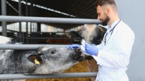 Read more about the article Which Injectable Antibiotic Do Vets Use for Calf Scour and Mastitis in India?