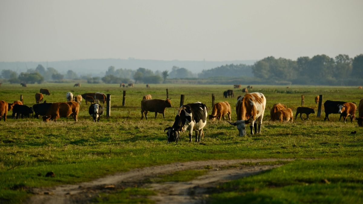 You are currently viewing Common Causes of Worm Infestation in Cattle and How to Control Them